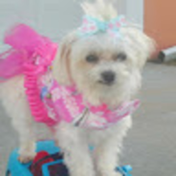 Meet your Posher, Linda - Picture 1 of 1